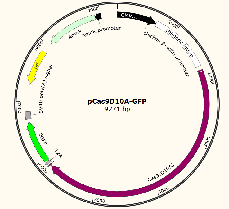 pCas9D10A-GFP载体图谱